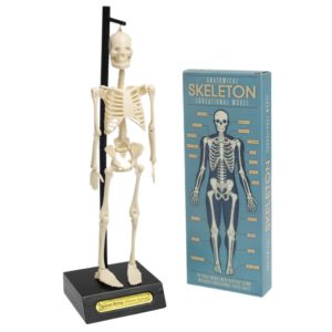 Анатомичен модел на скелет Rex London 24787 (1)